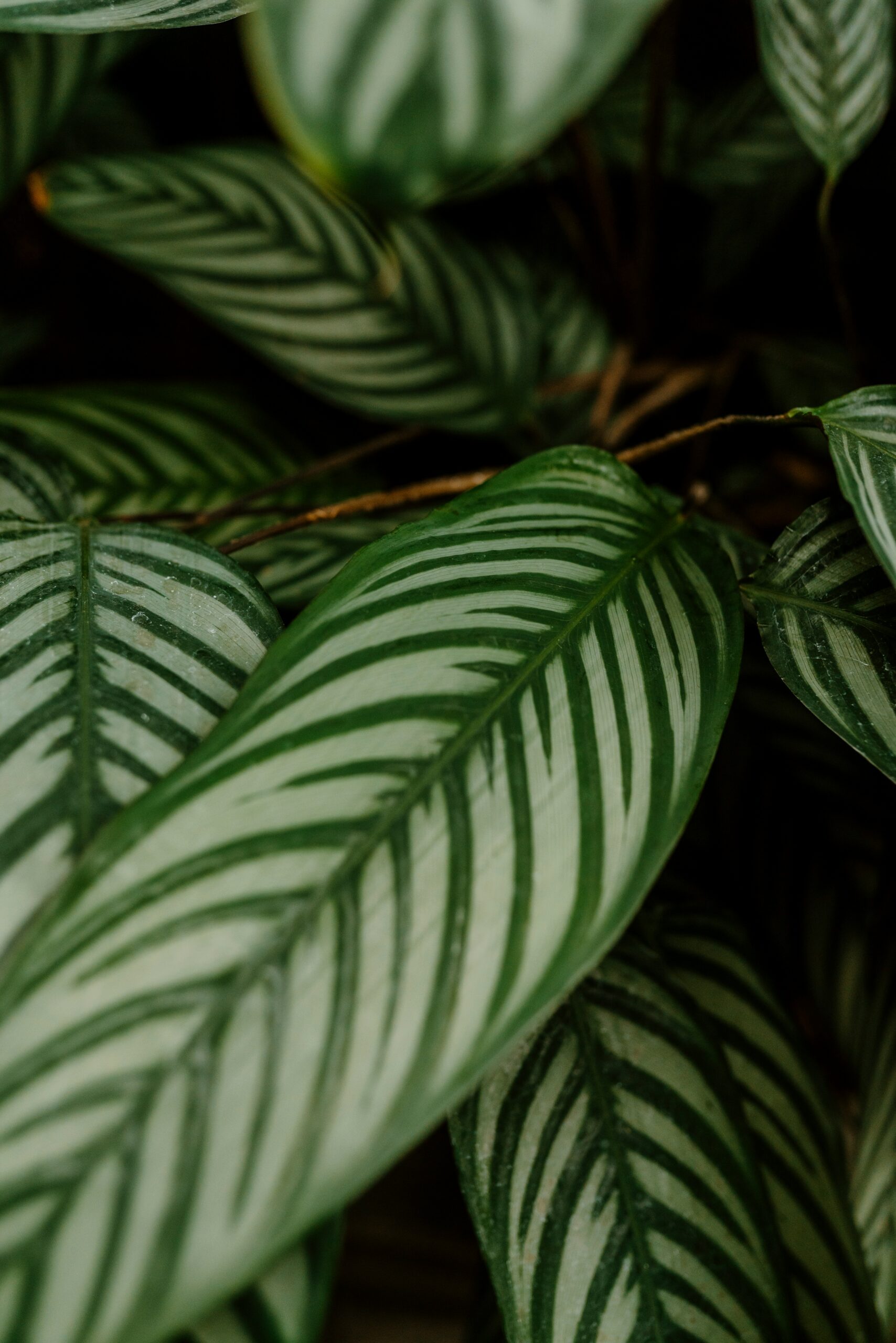 joel swick antip5bml7a unsplash